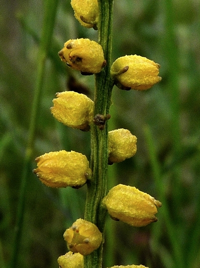 {Aletris aurea}